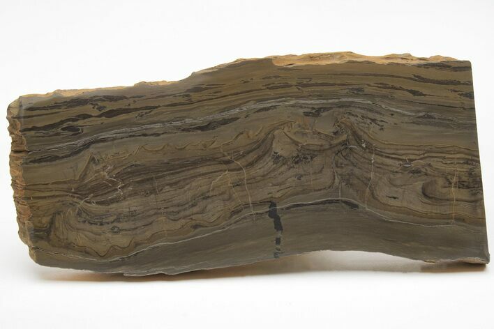 Devonian Stromatolite Slice - Orkney, Scotland #207399